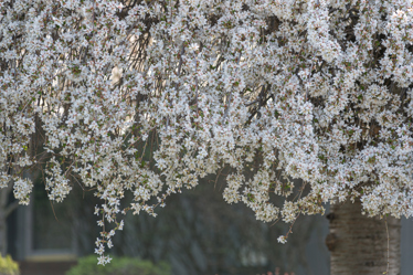 Close up of flowering tree branches
